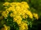 Yellow Ragwort