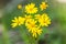 Yellow Ragwort Flower Smoky Mountains Tennessee
