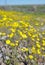 Yellow Ragwort flowers