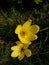 Yellow rain lilies with golden anthers and Sunshine is falling on the flowers