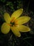Yellow rain lily with six bright amber coloured anthers