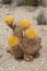 Yellow Rainbow Cactus