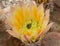 Yellow Rainbow Cactus Beauty