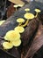Yellow Rainforest Mushrooms on a Fallen Tree