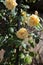 Yellow rambling rose climbing up a garden arbour arch frame.