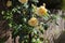 Yellow rambling rose climbing up a garden arbour arch frame.