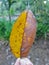 yellow rambutan leaves in the garden.