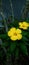 Yellow Ramgoat dashalong flowers
