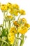 Yellow Ranunculus