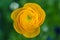 Yellow Ranunculus