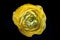 Yellow Ranunculus blooming against a black backdrop
