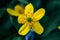 Yellow Ranunculus ficaria blooming flower in green spring meadow, macro shot