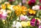 Yellow ranunculus flower