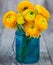 Yellow ranunculus in vase