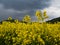 Yellow rape field agriculture planting rural rapeseed scenery harvest rapeoil