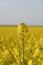 Yellow rape field Golden yellow rapeseed field in Romania