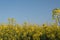 Yellow rape field Golden yellow rapeseed field in Romania