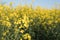 Yellow rape field Golden yellow rapeseed field in Romania