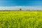 Yellow rape field, horizon and blue sky