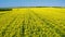 Yellow rape fields in spring from above in sunny day, Poland