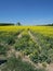 Yellow rape flower field near Gilching, upper Bavaria, Germany