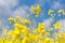 Yellow rape flowers in field with blue sky and clouds