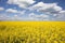 Yellow rape or oilseed field with blue sky and white clouds background