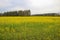 Yellow rape, rapeseed or canola field. Selective focus