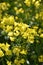 Yellow Rape Seed Flowering in a Field