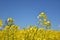 Yellow Rape Seed Flowering Up Close in a Field