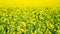 Yellow rapefield. Agriculture, environment and energy concept