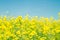 Yellow rapefield with blue sky. Agriculture, environment and energy concept