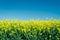 Yellow rapefield with blue sky. Agriculture, environment and energy concept