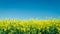 Yellow rapefield with blue sky. Agriculture, environment and energy concept