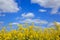 Yellow rapeseed against a bright blue sky