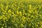 Yellow rapeseed blossoms background