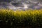 yellow rapeseed canola field and dramatic blue, white storm cloud