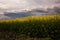 yellow rapeseed canola field and dramatic blue, white storm cloud