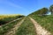 Yellow rapeseed crops and hedgerows by a grassy track in springtime