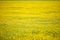 Yellow rapeseed field