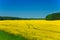 Yellow rapeseed field