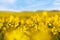 Yellow rapeseed field against blue sky background. Blooming canola flowers