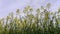 Yellow rapeseed field against the sky with clouds