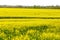 A yellow rapeseed field bloomed.