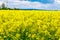 The yellow rapeseed field bloomed in spring.