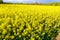 The yellow rapeseed field bloomed in spring.