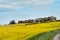 Yellow Rapeseed field and blue sky on spring day. Usual rural England landscape in Yorkshire