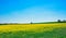 Yellow Rapeseed field and blue sky on spring hot day. Usual rural England landscape in Yorkshire