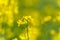 Yellow Rapeseed Field. Landscape. Shallow Depth of Field