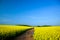 Yellow rapeseed field in spring